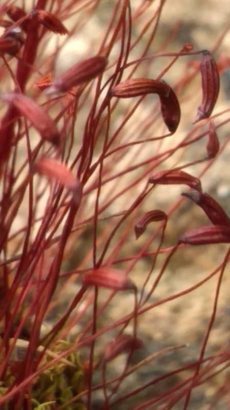 Ceratodon purpureus